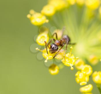ant on a yellow flower. macro