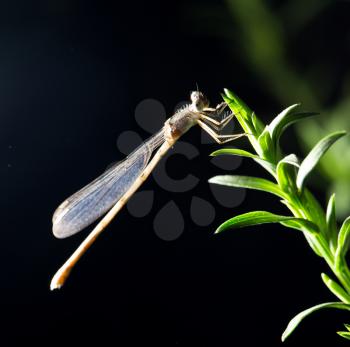 dragonfly night. macro