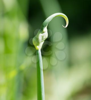 Onion flower on a background of foliage