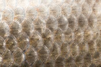 background of fish scales