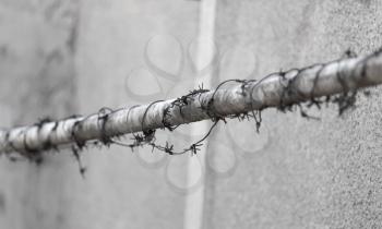 barbed wire on tube