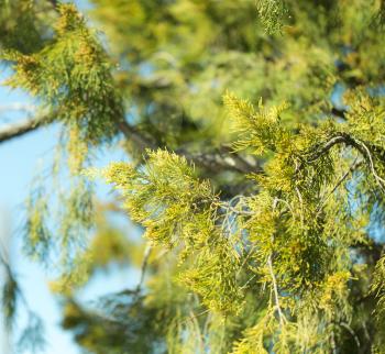 Thuja orientalis Pine Tree