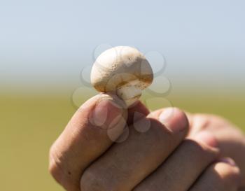 mushroom in his hand