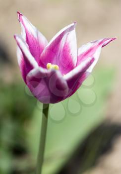 Beautiful purple tulips row