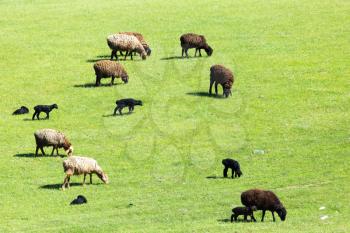 sheep in the pasture on the nature