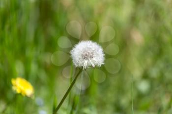 dandelion in nature. macro