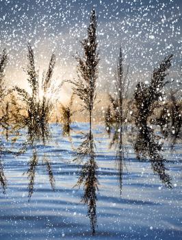 snowing on the lake with reeds at sunset