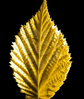 yellow leaf on a black background