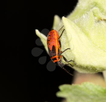 red beetle in nature. close-up