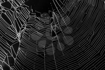 White spider's net isolated on a black background.
