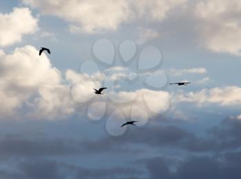 birds flying in the sky at dawn