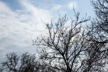 bare tree branches against the sky