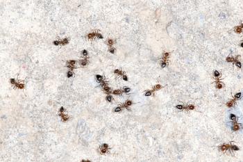 ants on the wall. close-up
