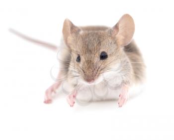 mouse on a white background. close-up