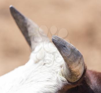 cow horns