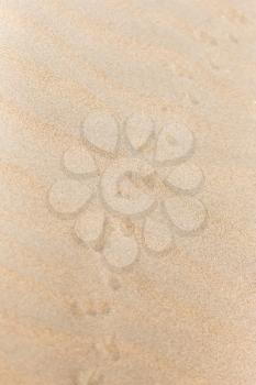 footprints in the sand lizard