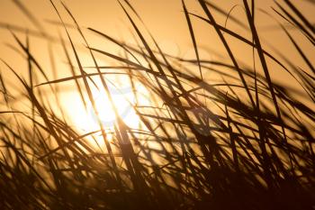 sunset in the reeds on the nature