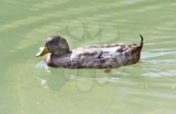 duck swims in the lake