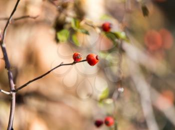 rosehips Outdoors