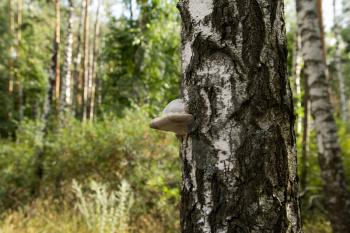fungus on the tree in nature