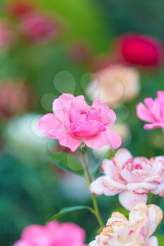 beautiful rose flower in nature