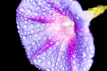 Water drop on blue petals, super macro shot with shallow depth of field