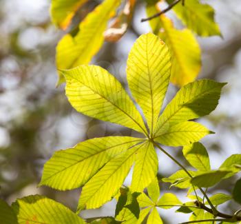chestnut leaves on a tree