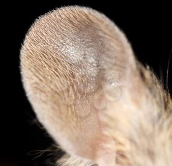 mouse ear. close-up