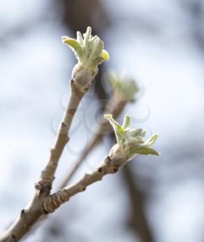 leaves from the buds on the branch