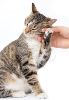 caress a cat on a white background