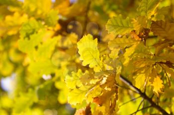Beautiful oak leaves in autumn
