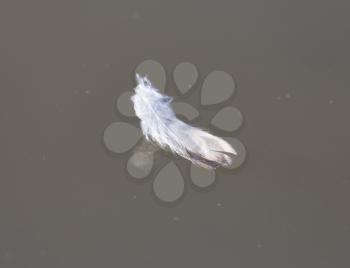 feather on the water
