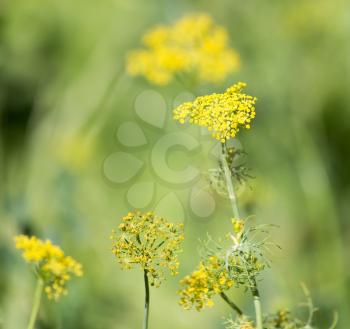yellow flowers of dill