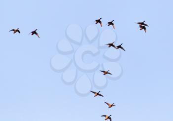duck in flight against blue sky