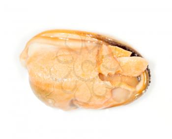 mussel on a white background