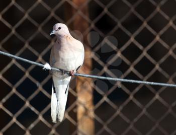 dove on a rope