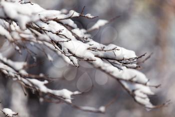 branch of a tree in the snow in the winter