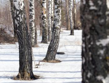 birch on nature in winter
