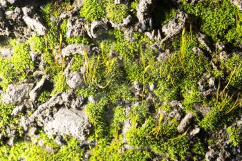 green moss on nature. close-up