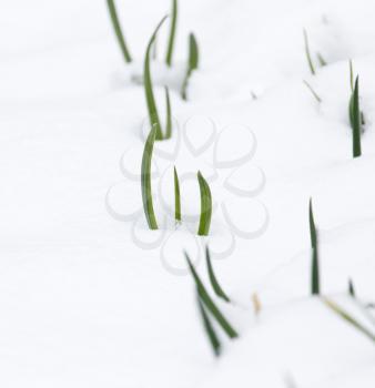 green onions in the snow in the winter