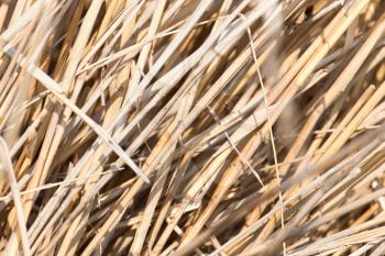 background of yellow reeds in nature