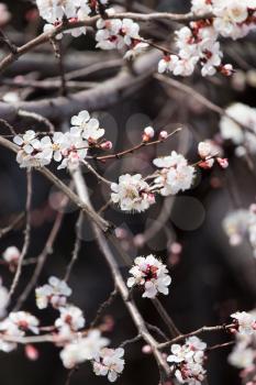 beautiful flowers on a tree in spring