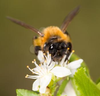 bee on a white flower in nature. close-up