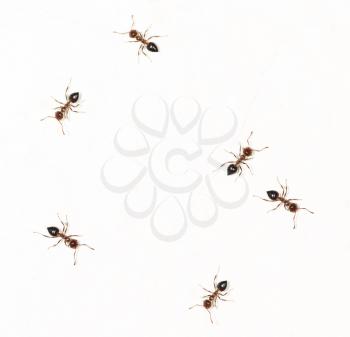 ants on a white wall. close-up