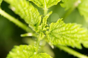 nettle leaves in nature. close-up