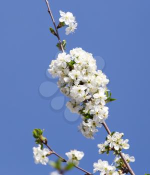 flowers on the tree against the blue sky