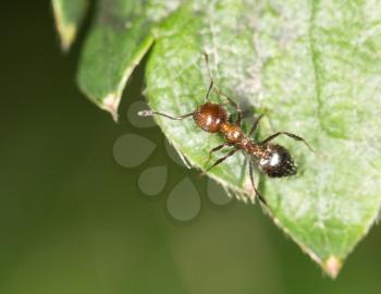ant on green leaf in nature. close-up