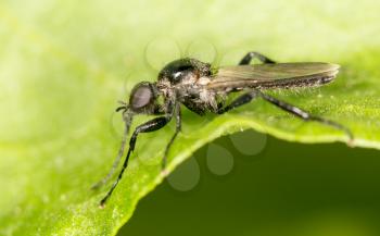 black fly on a green leaf. close-up