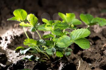 strawberry leaves in the ground