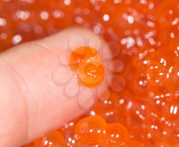 red caviar on a finger. close-up
